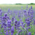 Peace, Love and Lavender ~ Three types of lavender