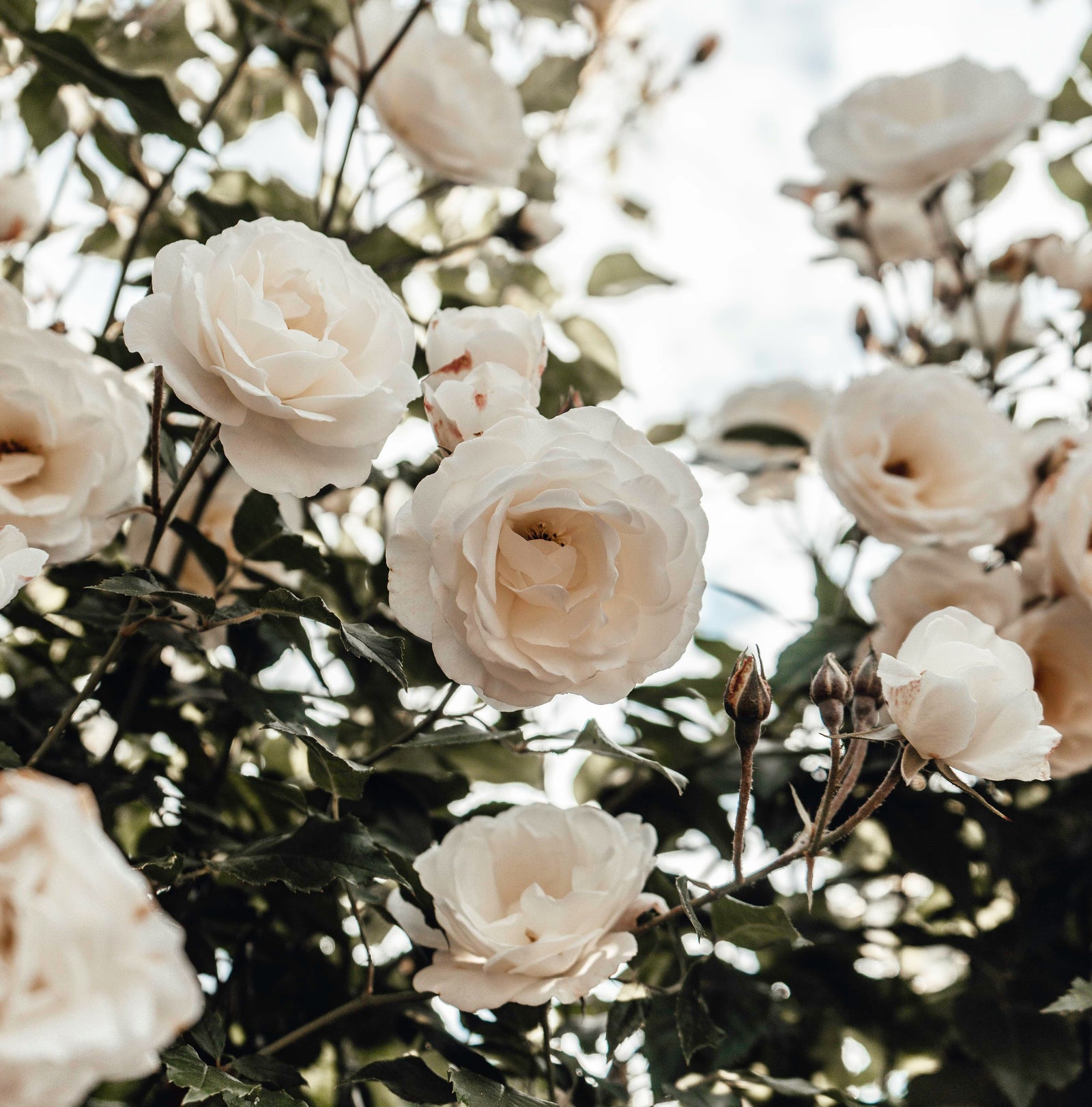 Petal Mist ~ Rose, Neroli & Frankincense Facial Hydrosol